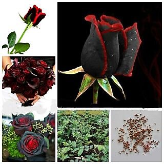 Rose Mix + Attractive Bonsai Red  Black Rose Plant Seeds