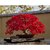 Beautiful Japanese Red Maple Bonsai Tree Seeds