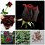 Rose Mix + Attractive Bonsai Red  Black Rose Plant Seeds