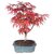 Beautiful Imported Japanese Red Maple Bonsai Tree Seeds