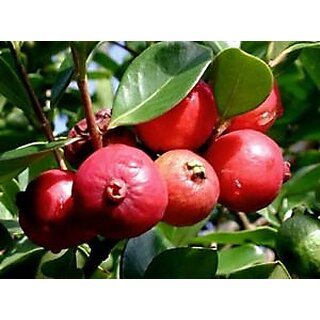 Seeds-Rare Delicious Strawberry Guava/Cattley Guava Fresh With Free Shipping