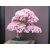 Seeds-Japanese Pink Cherry Sakura Blossoms Bonsai Tree Lovely Rare Pretty 5Pcs