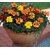 Flower seeds - Marigold (French) Dwarf Double Mixed - Pack of 20 seed