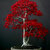 Seeds-4Types Bonsai Tree ,Red Maple Tree+Orchid+Rare Rose+Chinese Elm(Each 10Pcs)