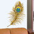 Oh Dreamy Peacock Feather 57116