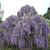 Seeds-Floribunda Wisteria Tree Vine Deciduous Flower Seed Garden Diy