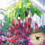 Seeds-Pitcher Plant Purpurea Foliage Carnivorous Shades Flower Home Garden