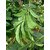 Seeds-Vegetable Lima Bean Phaseolus Lunatus Hybrid F 1 Standing Plant Seed- 20