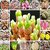 Seeds-Futaba Rare Mix Lithops Living Stones Succulent Cactus - 100 Pcs