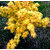 Seeds-Futaba Yellow Maple - 20 Pcs