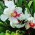 Seeds-Futaba Pink White Cymbidium Orchid Flower - 100 Pcs