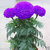 Seeds-Rare Purple Marigold Potted Herb Garden Marigold Chrysanthemum