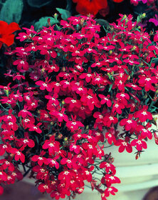 LOBELIA ROSAMOUND Fountain Rose - Lobelia Erinus rare seeds