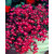 LOBELIA ROSAMOUND Fountain Rose - Lobelia Erinus rare seeds