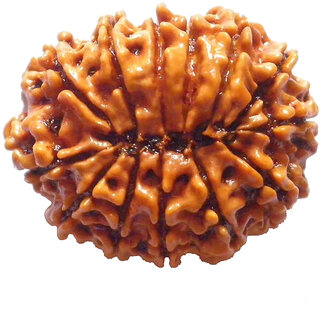 13 Mukhi Rudraksha 13 Mukhi Rudraksha