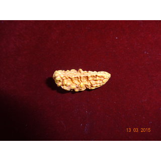 NATURAL 1 MUKHI RUDRAKSHA LAB CERTIFIED WITH XRAY REPORT