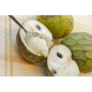 Annona cherimola the most delicious fruit known to mankind seeds