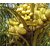 DWARF COCONUT PLANT - GOLDEN YELLOW HYBRID  - 1 HEALTHY LIVE PLANT