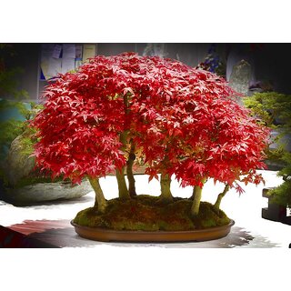 Seeds-Bonsai Tree Beautiful Imported Japanese Red Maple Bonsai Tree