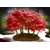 Seeds-Bonsai Tree Beautiful Imported Japanese Red Maple Bonsai Tree