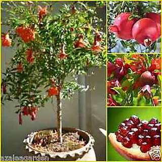 Seeds-Dwarf Sweet Pomegranate Fruit Tree - Punica Granatum
