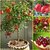 Seeds-Dwarf Sweet Pomegranate Fruit Tree - Punica Granatum