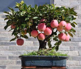 Seeds-Bonsai Mini Apple Bonsai Tree Home Grow Exotic Plant