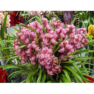 Orchid Cymbidium Potted Flowers seeds
