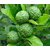 Seeds-Kaffir Lime, Plant Rare Medical Plant