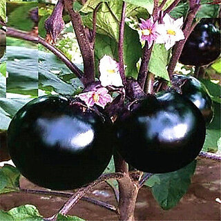 Seeds-Purple Brinjal Eggplant Seed Healthy Vegetable 500