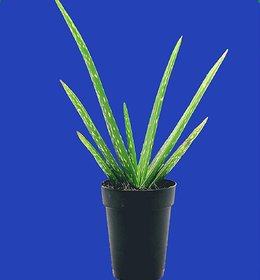 Aloe vera  Live Plant