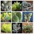 Cotyledon Mix 20 SEEDS  Exotic Cute Rare succulent