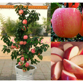 Seeds-Dwarf Fuji Apple Tree Indoor Or Outdoor! Sweet Fruits .