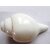 Blowing Shank (Conch Shell) (15.24 x 5.08 x 10.16 , Off White)