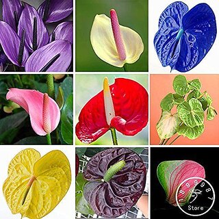 Anthurium Seeds Balcony Potted Plant Anthurium Flower Seeds for DIY Home Garden