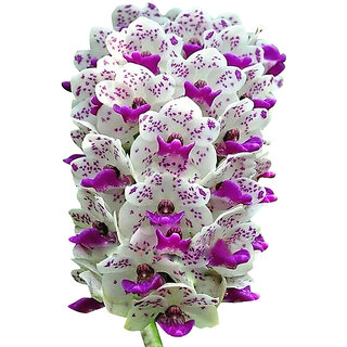 Futaba Orchid Cymbidium seeds - Purple and White - 100 Pcs