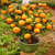 Seeds-5 Bonsai Mandarin Orange Indoor Bonsai Plants