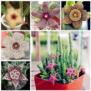 Stapelia Pulchella Seeds Lithops Mix Succulents Raw Stone Cactus Seeds