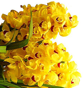 Futaba Yellow erythema Cymbidium Faberi Orchid Seeds - 10Pcs