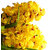 Futaba Yellow erythema Cymbidium Faberi Orchid Seeds - 10Pcs