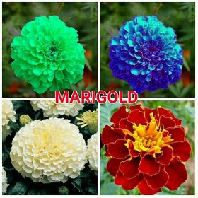 Marigold Seeds Combo - White Blue Green Red