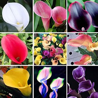 Colorful Calla Lily Flower Seeds Home Garden Plants