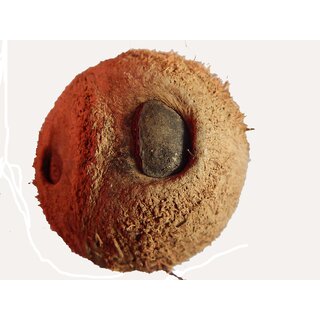 Natural Energized Ekakshi Nariyal (One Eye Coconut) Best Quality