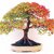 Seeds-Futaba Bonsai Colorful American Maple - 15