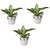 Table top planter 5 inches printed ( Pack of 3 ) - Minerva Naturals