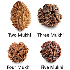 Yuvi Shoppe Real 2 Mukhi 3 Mukhi 4 Mukhi and 5 Mukhi Rudraksha Bead Natural Rudraksha Bead