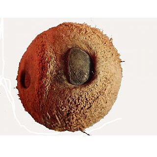 Natural Energized Ekakshi Nariyal (One Eye Coconut) Best Quality