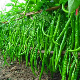 R-DRoz Green Chilli M Vegetables Seeds
