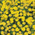 Seeds Yellow Mixed Cosmos Flower Premium Exotic Seeds - Pack of 30 Seeds