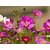 Cosmos Flowers Mixed Colour - Best Quality Seeds - Pack of 30 Seeds